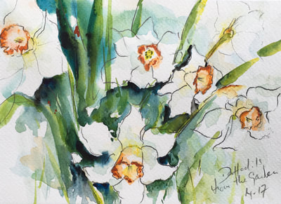 Daffodils in my garden
watercolour and pencil sketch